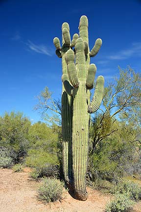 Saguaro, McDowell Mountain Regional Park, March 20, 2015